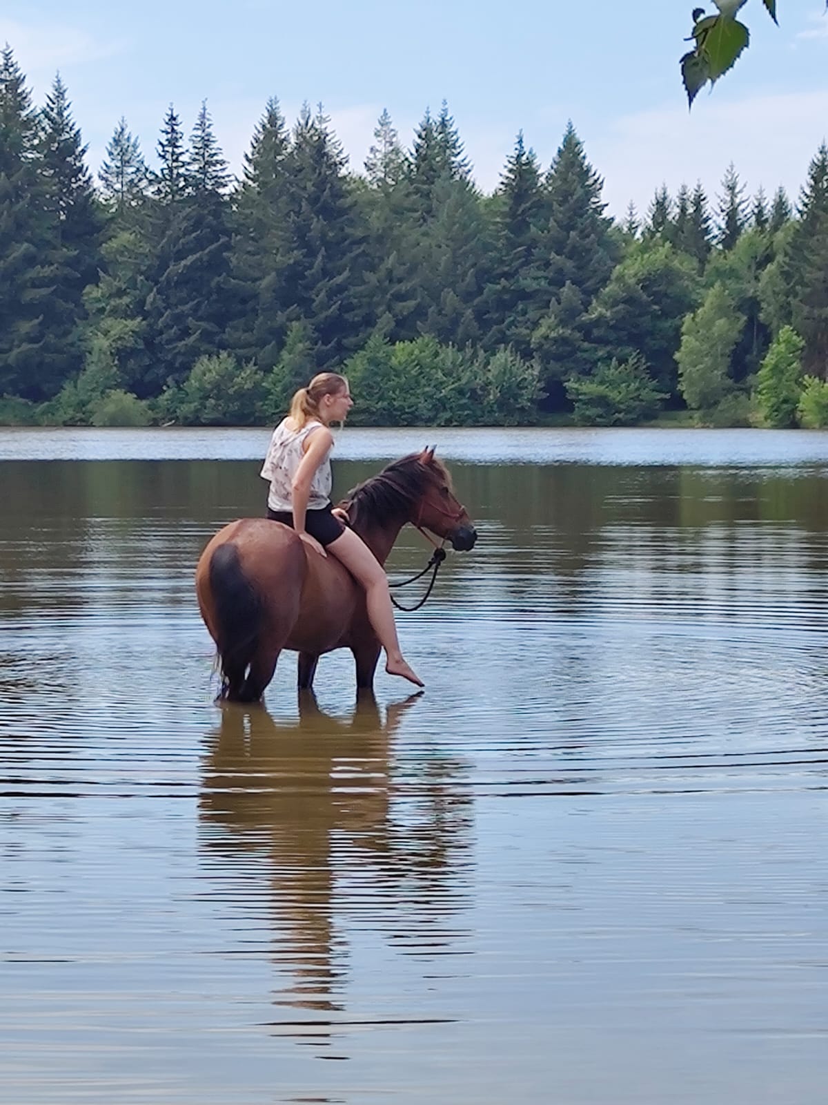 Coeur de poney comportementaliste equin